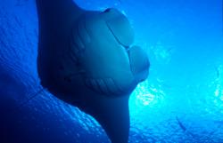 Australia Manta Rays - Mike Ball Liveaboard